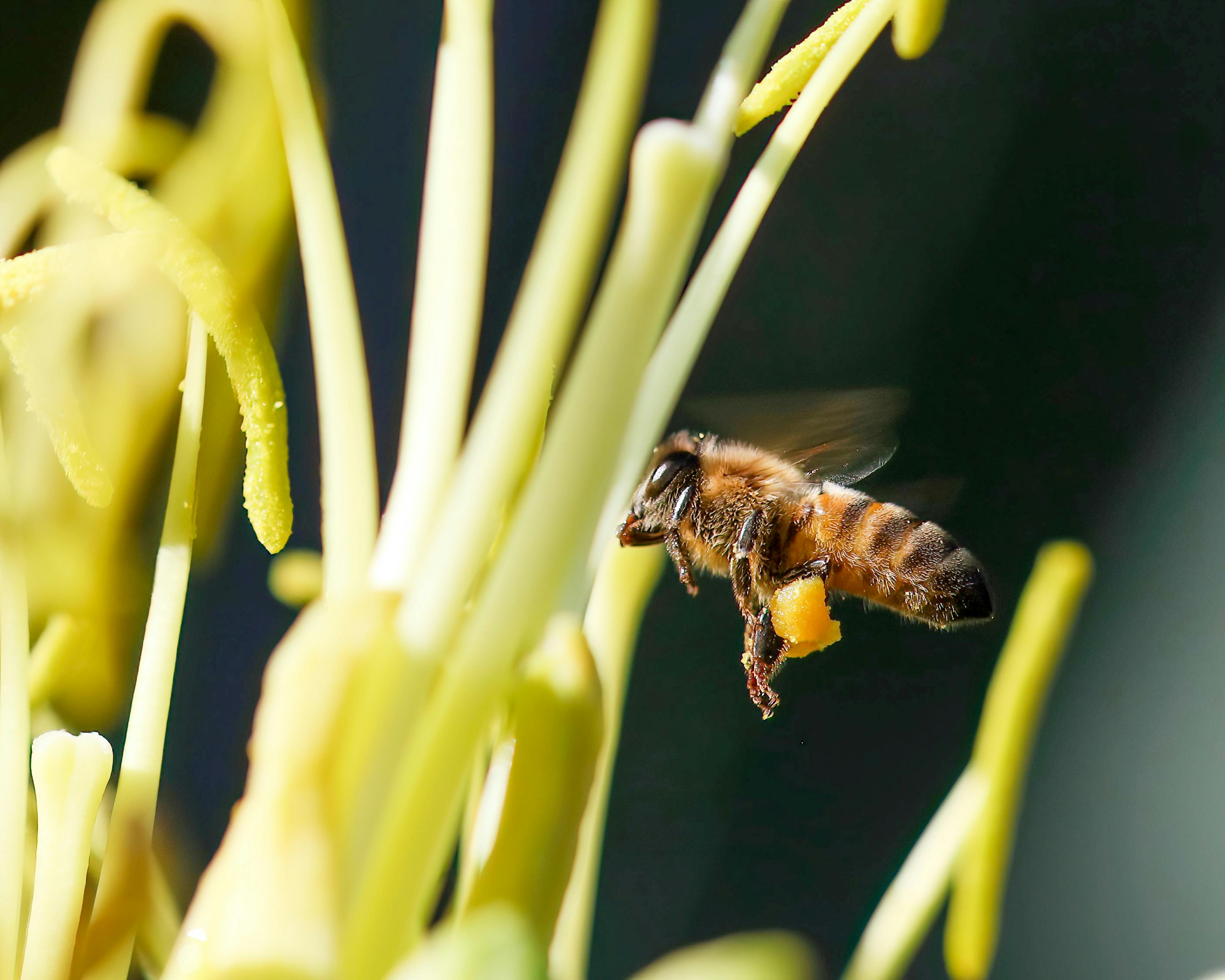How To Become A Bee Keeping Pro
