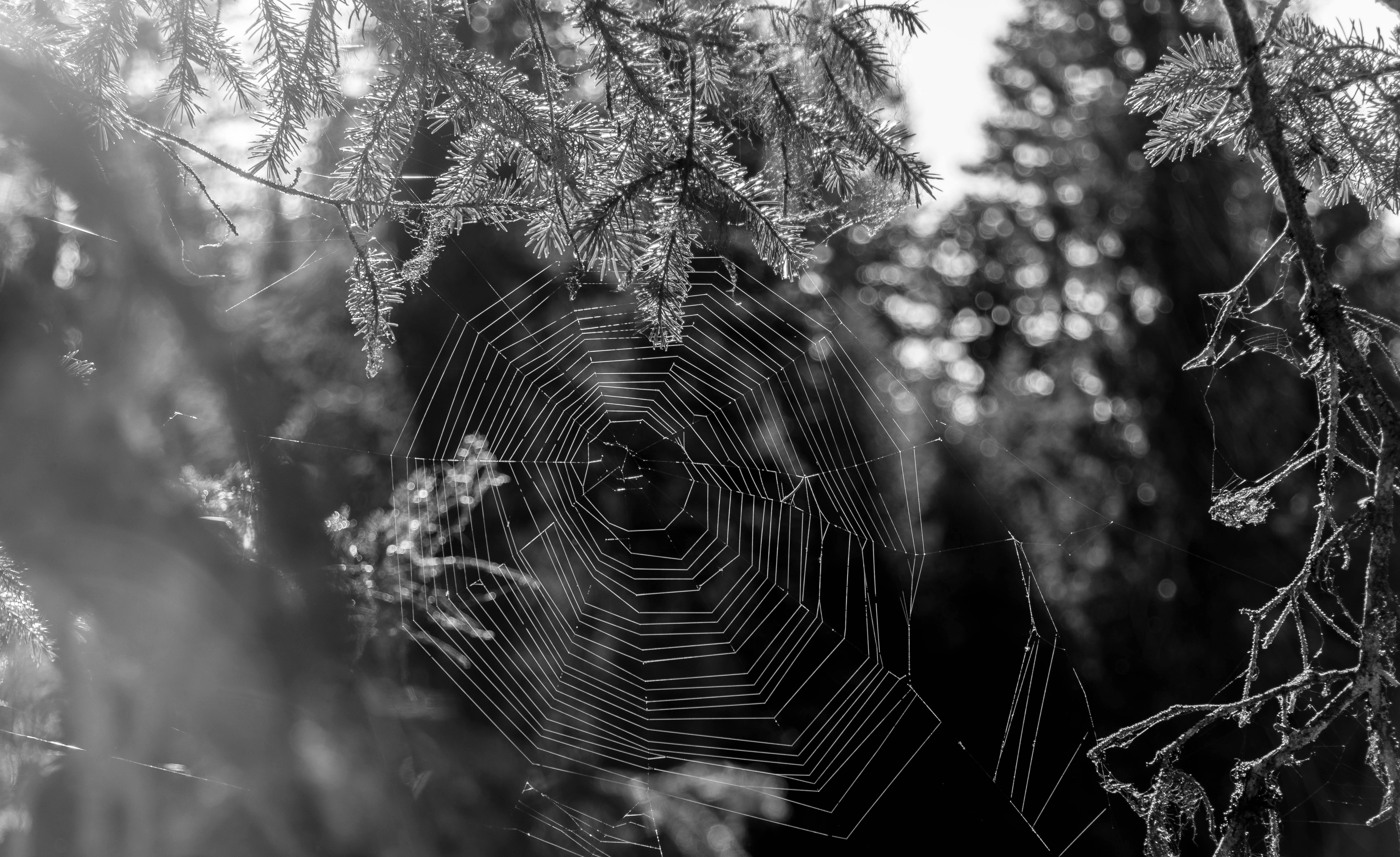 Free stock photo of black and white, forests, nature