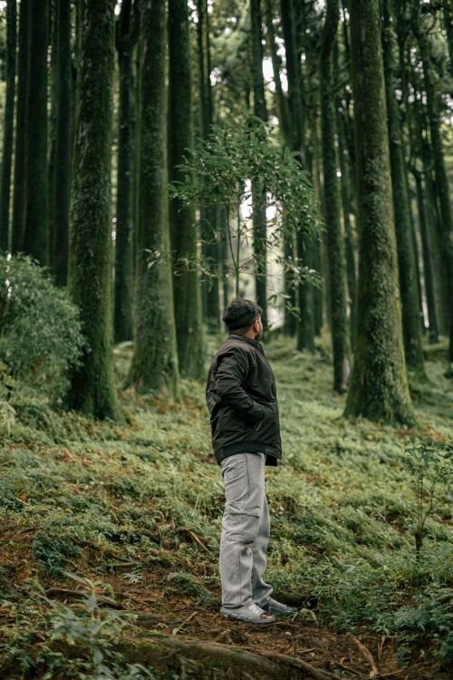Free A man stands amidst towering trees in a lush Darjeeling forest, embracing nature's tranquility. Stock Photo