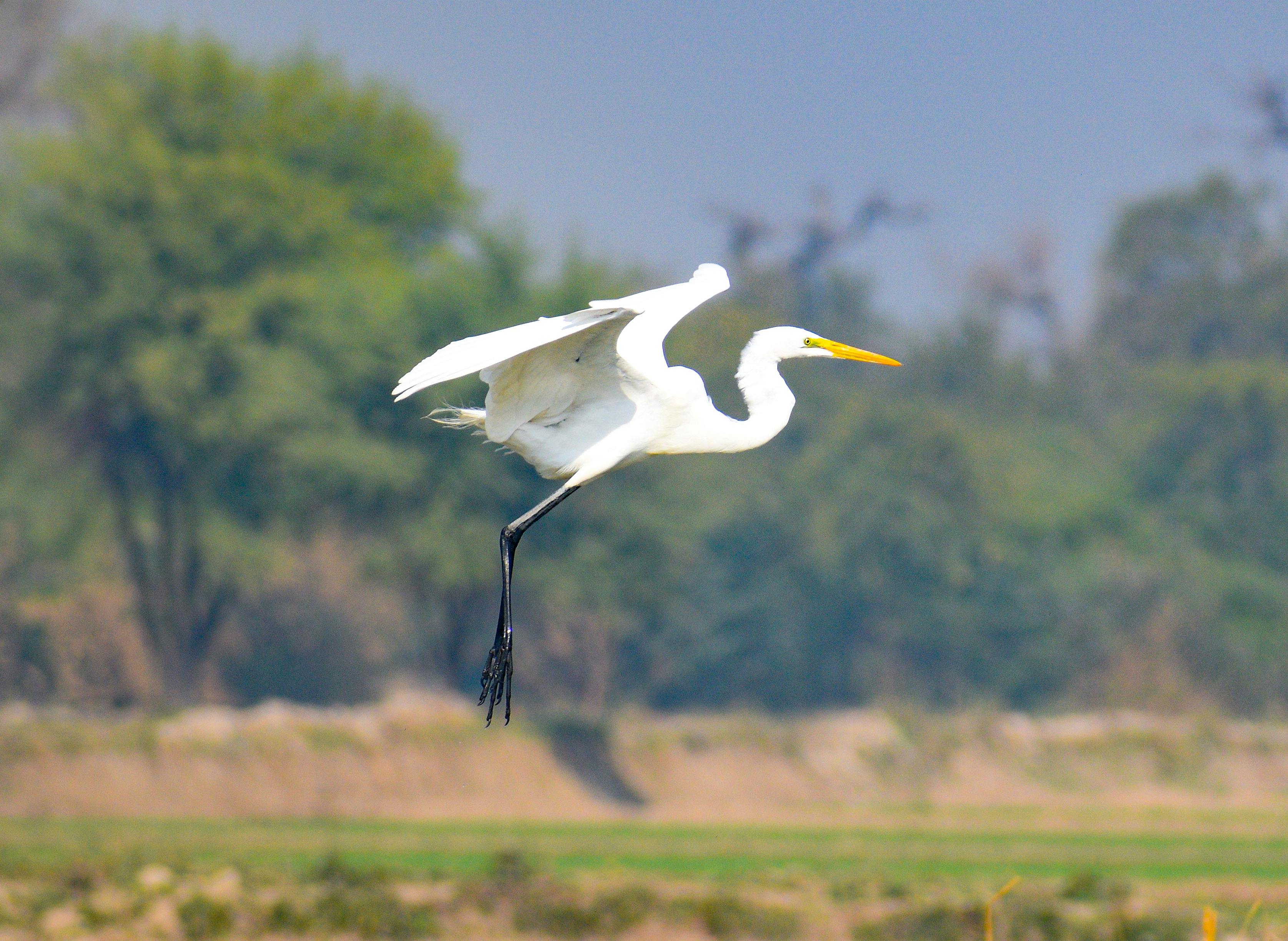 Family Migrating to Australia