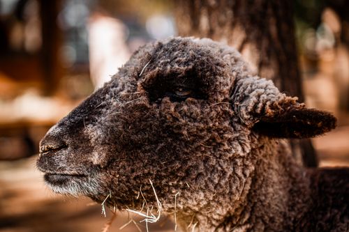 Free Detailed close-up portrait of a black sheep against a natural outdoor background. Stock Photo