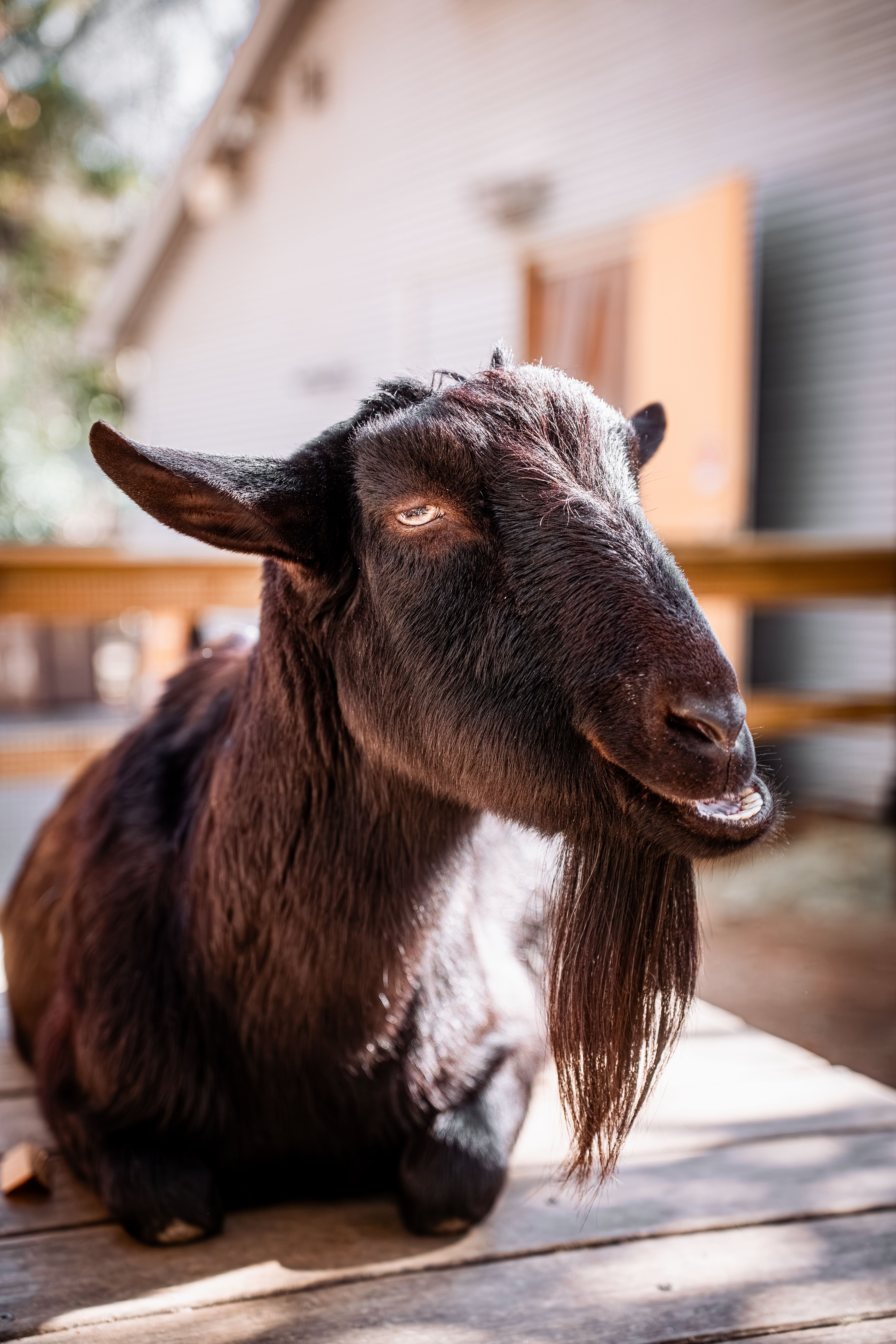 Close-up of a Goat in Farm Setting · Free Stock Photo