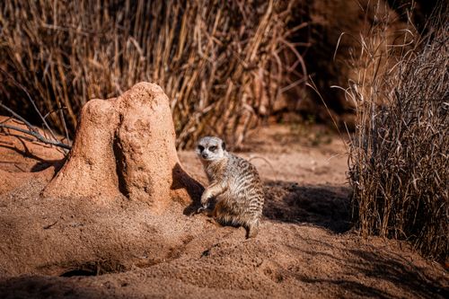 Free A meerkat stands alert near a termite mound in a desert landscape. Stock Photo