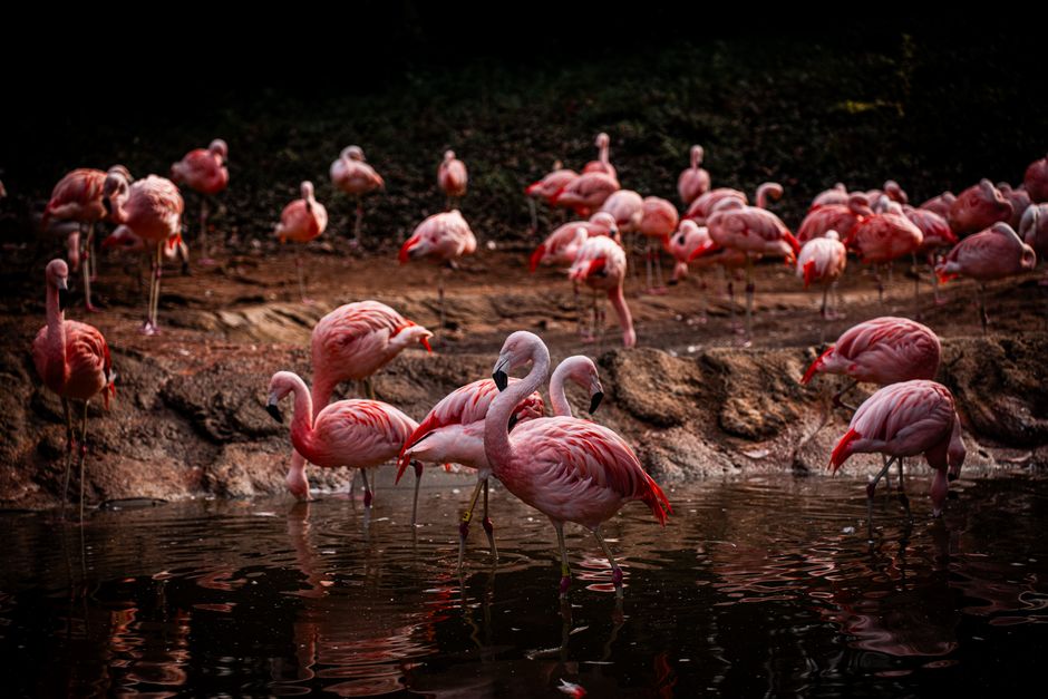 Abstracte flamingoprints met levendige kleuren. Abstracte flamingoprints met levendige kleuren.