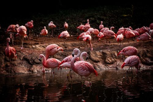 Free A group of flamingos gracefully wading in a tranquil pond at twilight, capturing nature's elegance. Stock Photo