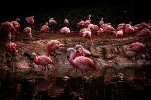 Free Beautiful flamingos wading in a serene lake during twilight, captured in vivid hues. Stock Photo