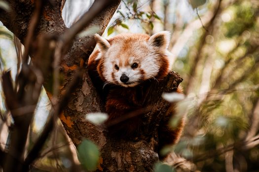 A cute red panda peacefully nestled in the branches, surrounded by lush foliage.