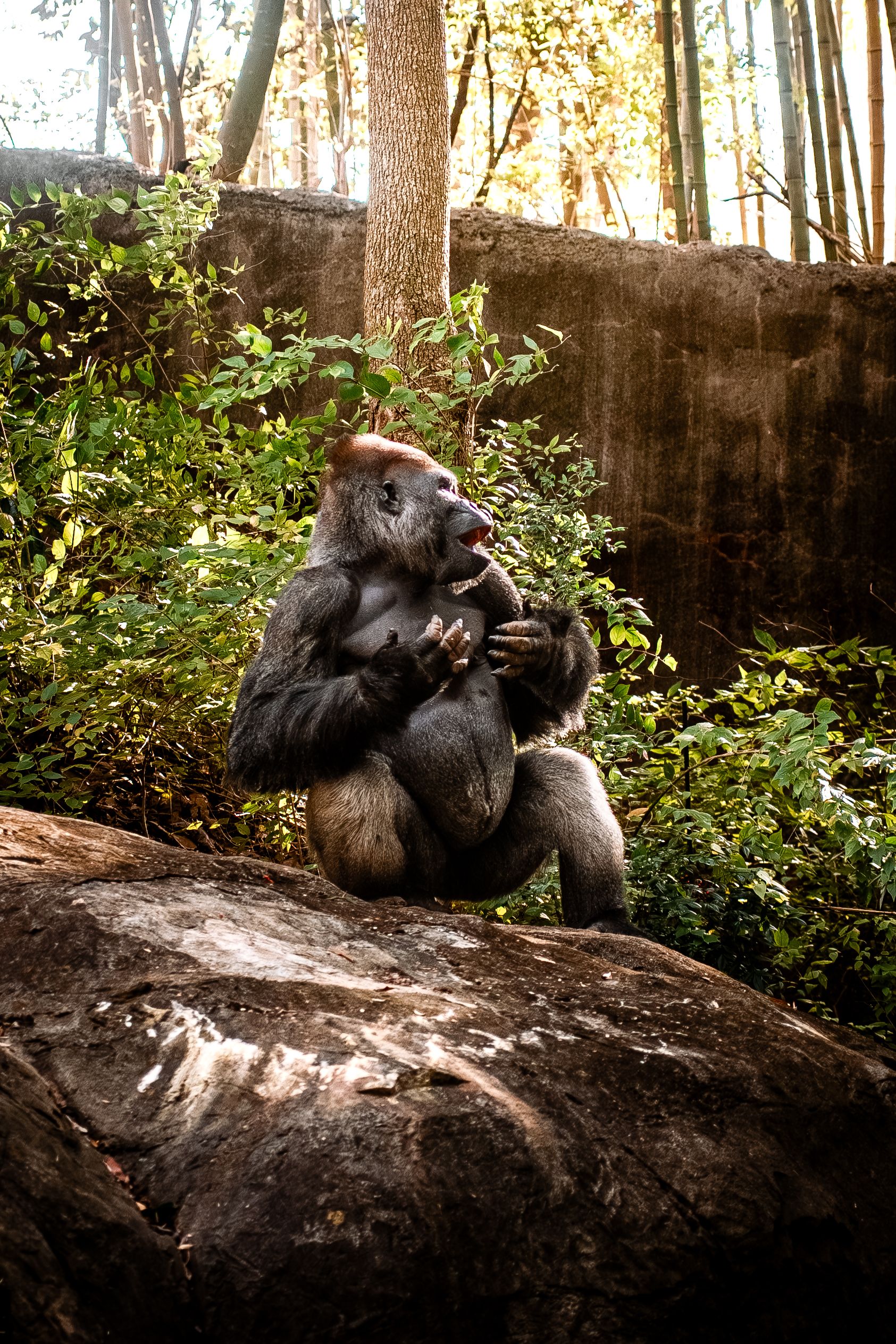 Best Time Gorilla Trekking