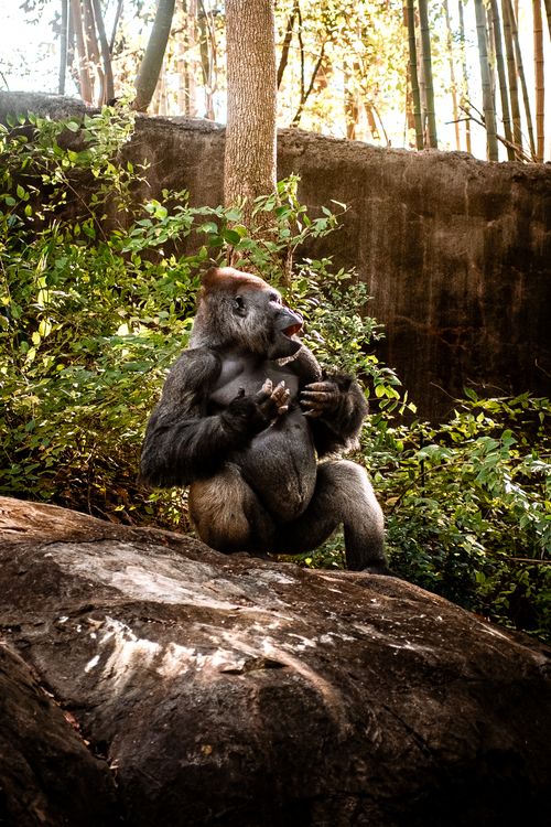 Free A gorilla sits peacefully on a rock surrounded by vibrant green foliage in a forest setting. Stock Photo