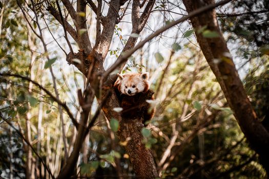 A red panda rests in a tree surrounded by vibrant foliage, capturing a serene woodland moment.