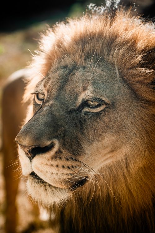 Free Close-up of a majestic lion in sunlight, showcasing its regal mane and intense gaze. Stock Photo