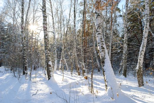 A tranquil winter forest scene with sunlight filtering through snow-covered trees, creating a serene atmosphere.