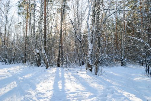 Free Peaceful winter forest scene with sunlight piercing through snow-covered trees. Stock Photo