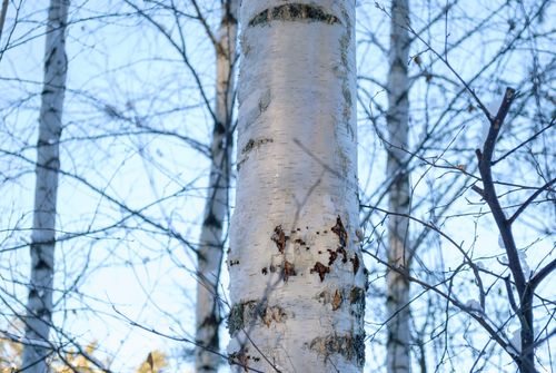 Free A detailed view of birch trees in a forest during winter, showcasing their unique bark. Stock Photo