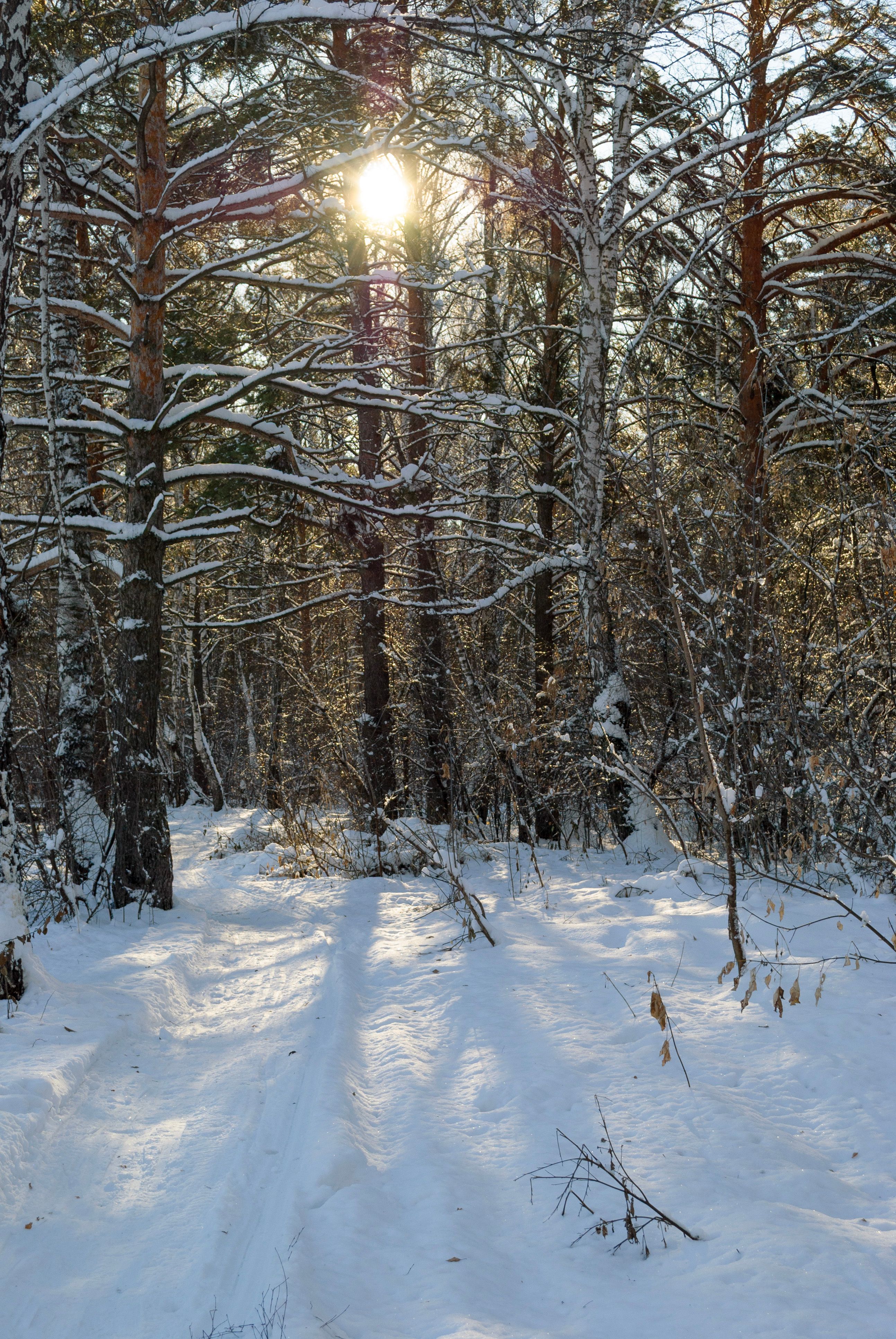 Serene Winter Forest with Sunlight through Trees · Free Stock Photo