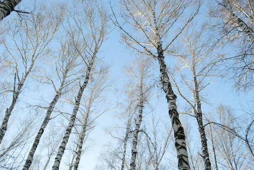 Free Looking up at bare birch trees under a clear blue sky in a peaceful winter forest. Stock Photo