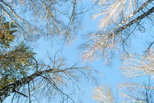 Free Upward view of bare birch trees against a bright winter sky. Stock Photo