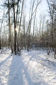 Peaceful snowy forest scene with sunlight filtering through bare trees in winter.
