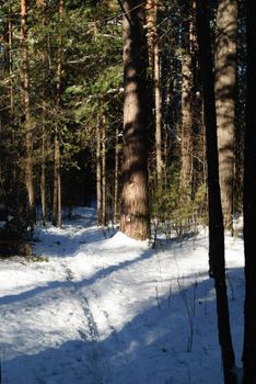 Tranquil snow-covered trail winding through a winter forest with tall trees and sunlight casting shadows.