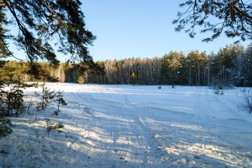 Free A tranquil snowy forest scene under clear winter skies, ideal for nature lovers. Stock Photo