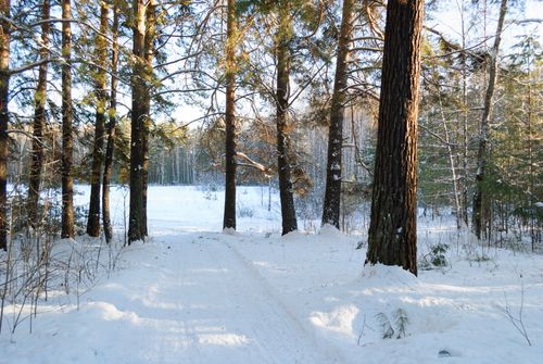Free Beautiful snow-covered forest path under sunlight, offering a peaceful winter scene. Stock Photo