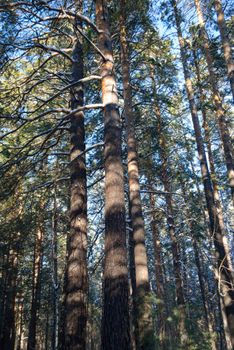 A tranquil winter scene in a snow-dusted pine forest under bright daylight.