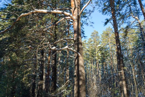 Free Tranquil winter forest scene with sunlight filtering through snow-covered trees. Stock Photo