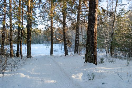 Free A peaceful snowy path leads through a forest of tall pine trees under clear blue skies. Stock Photo