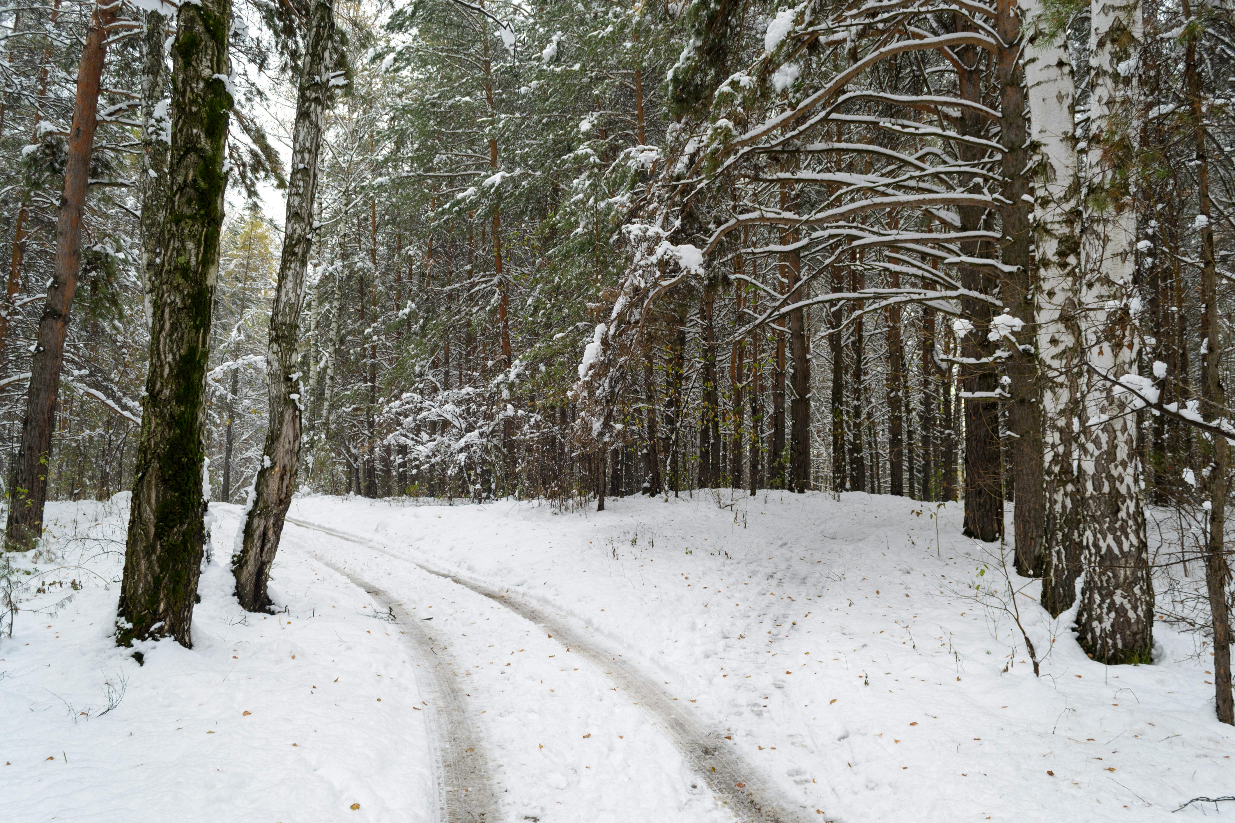 Free stock photo of forest, life, light
