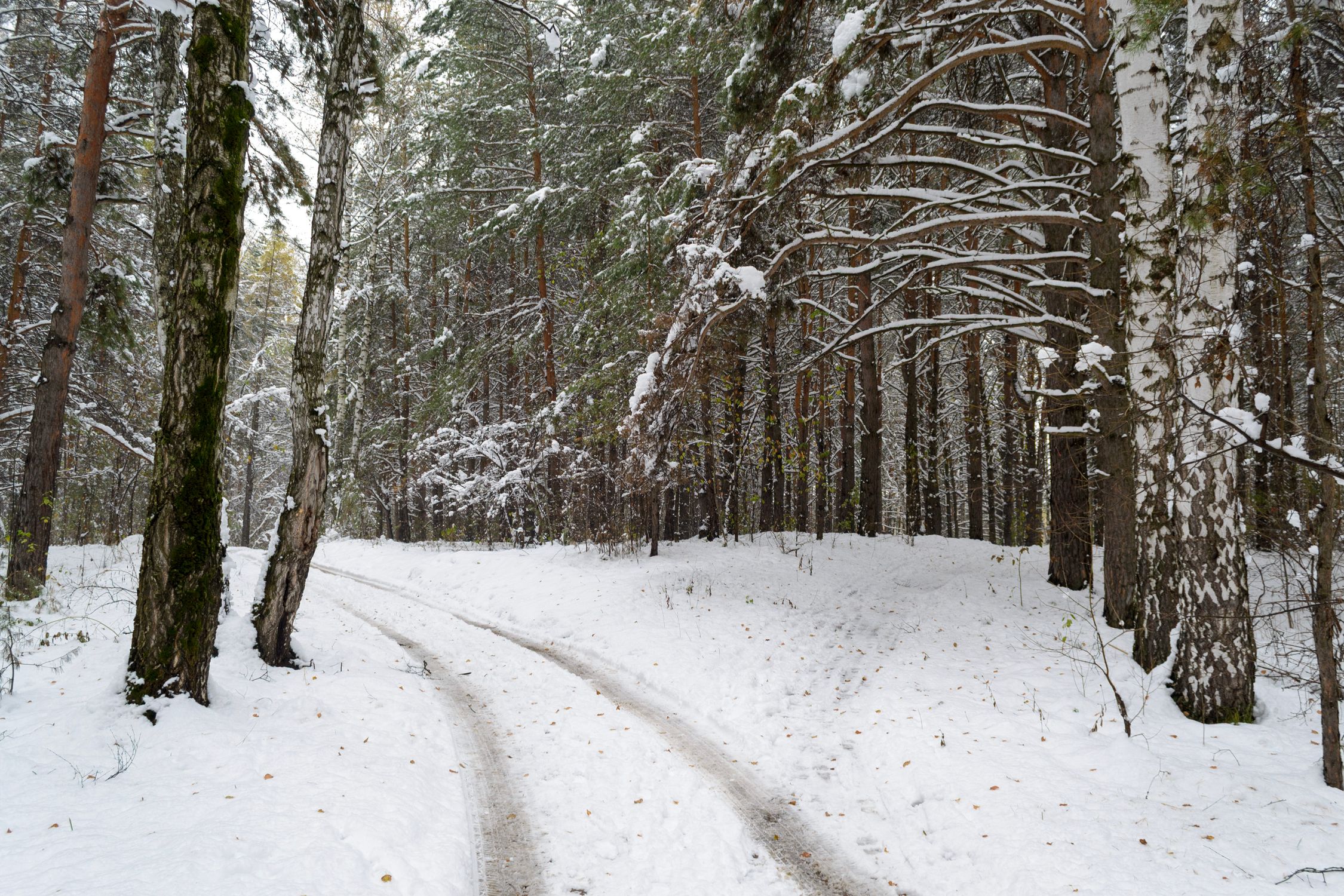 Tranquil Snow-Covered Forest Path in Winter · Free Stock Photo