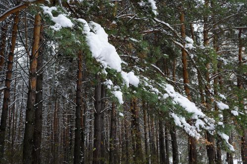 Free Serene winter forest scene with snow-laden pine trees offering peaceful beauty. Stock Photo