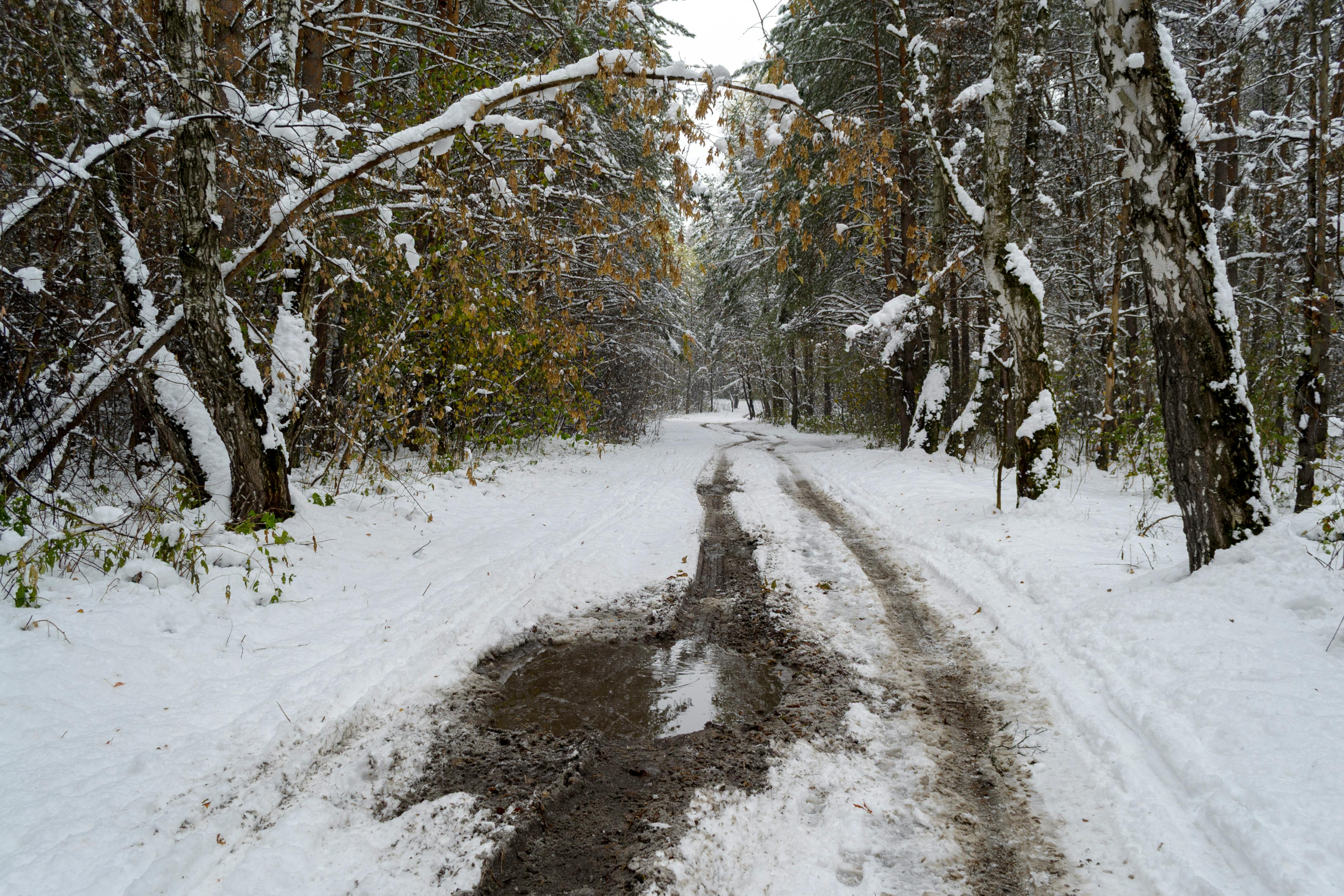 Free stock photo of forest, life, light