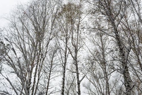 Free Tall birch trees covered in snow during winter in a serene forest setting. Stock Photo