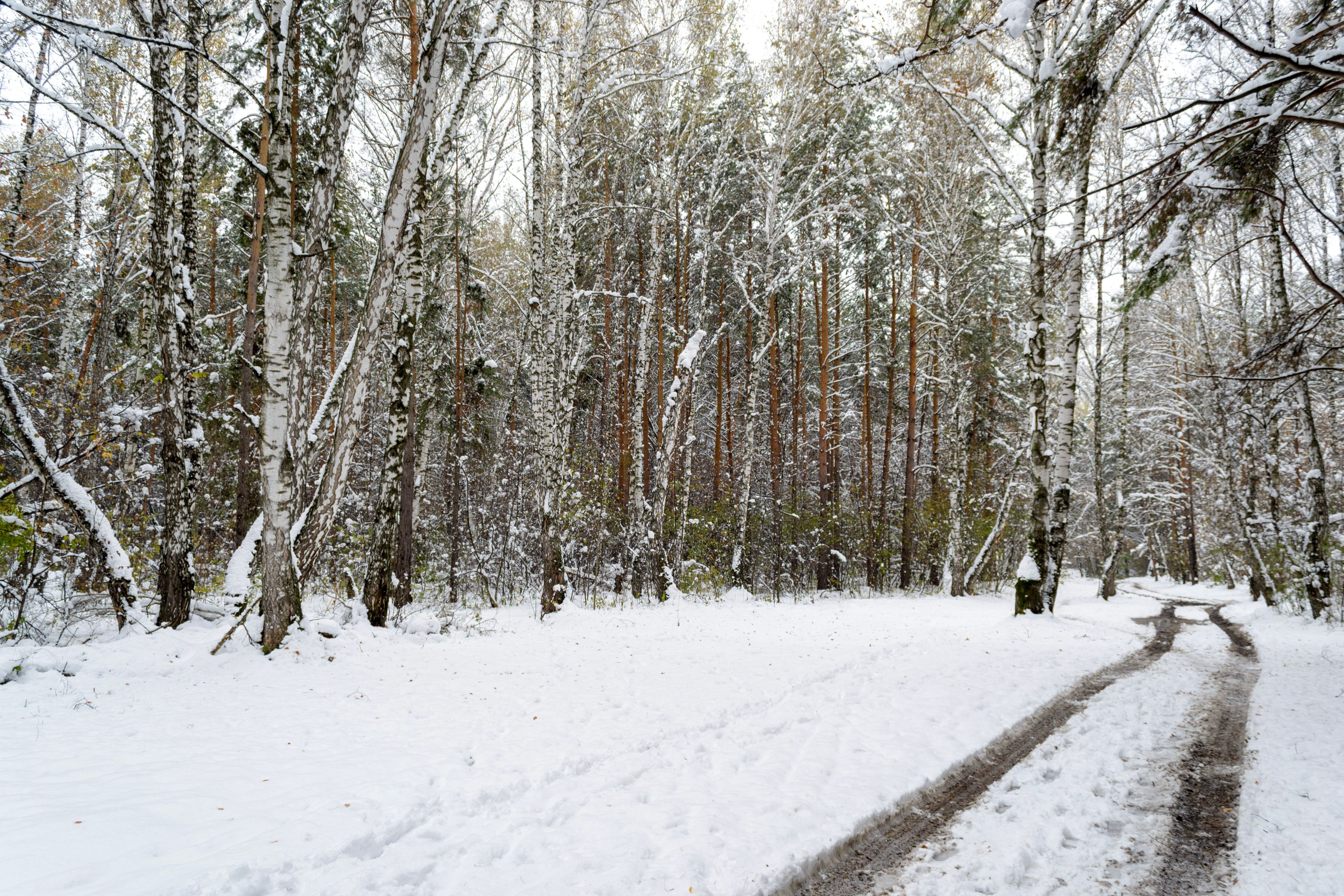 Snow-Covered Forest Path in Winter Wonderland · Free Stock Photo