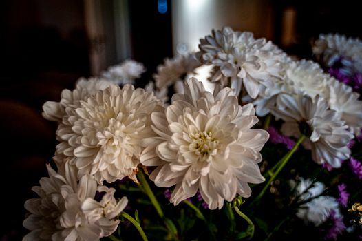 Vibrant close-up of white chrysanthemums in bloom, capturing their delicate petals.