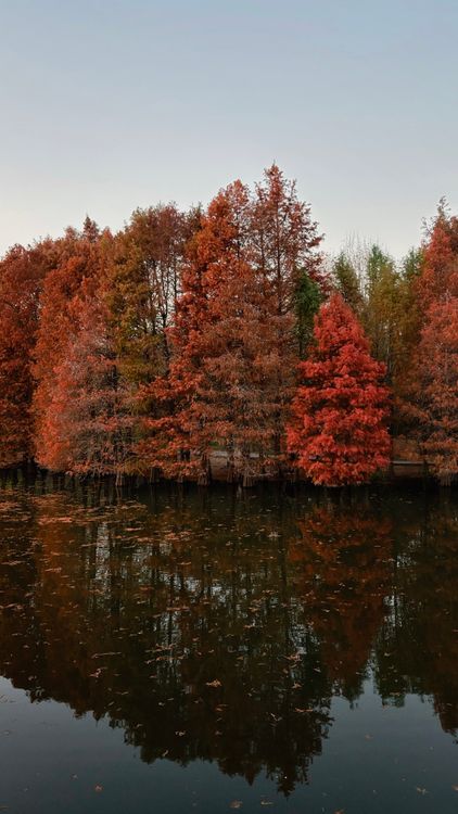 Serene Autumn Forest Reflected in Lake · Free Stock Photo