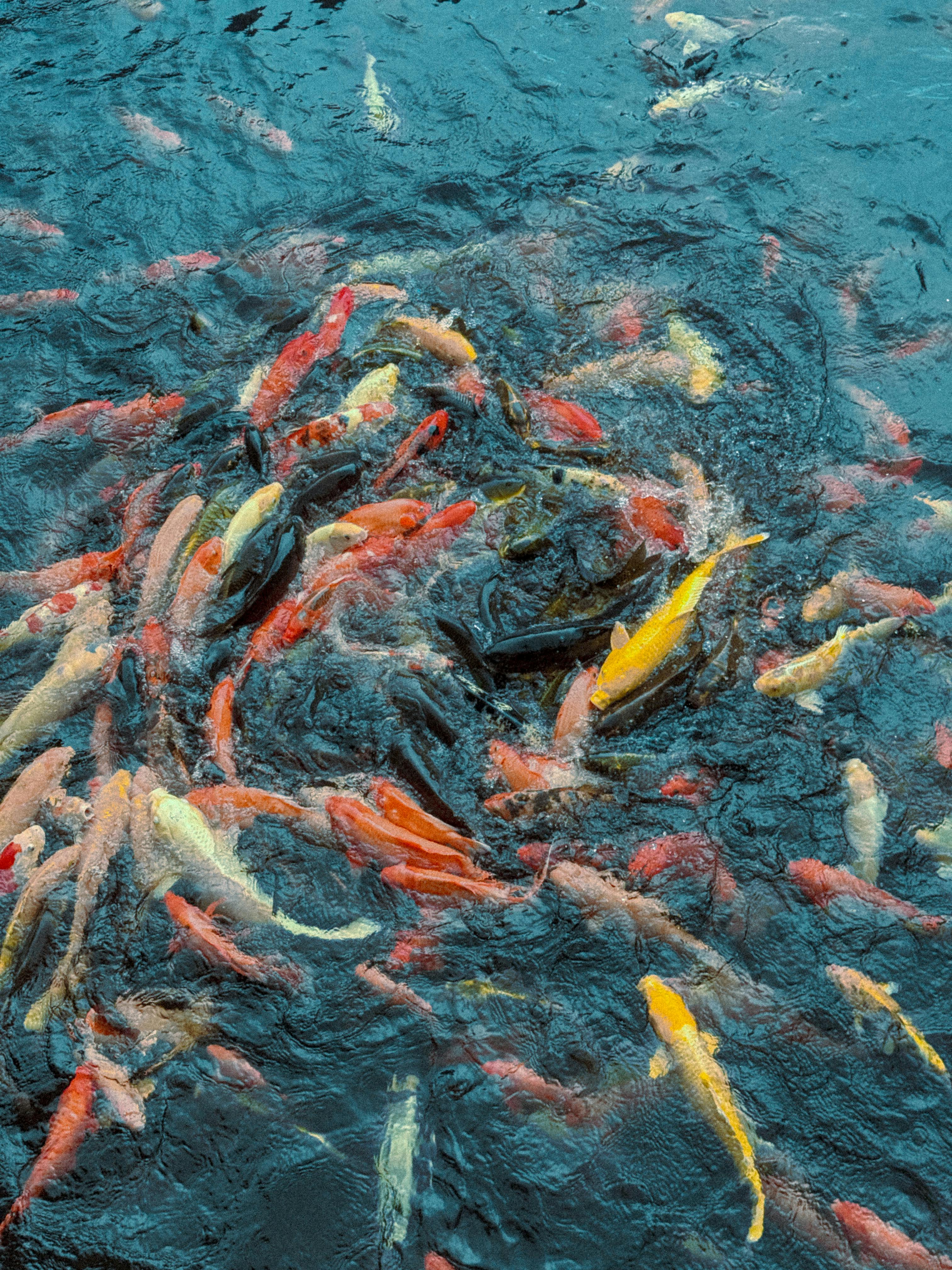 Vibrant koi fish swimming in clear water, showcasing a mix of colors and patterns, creating a serene aquatic scene.