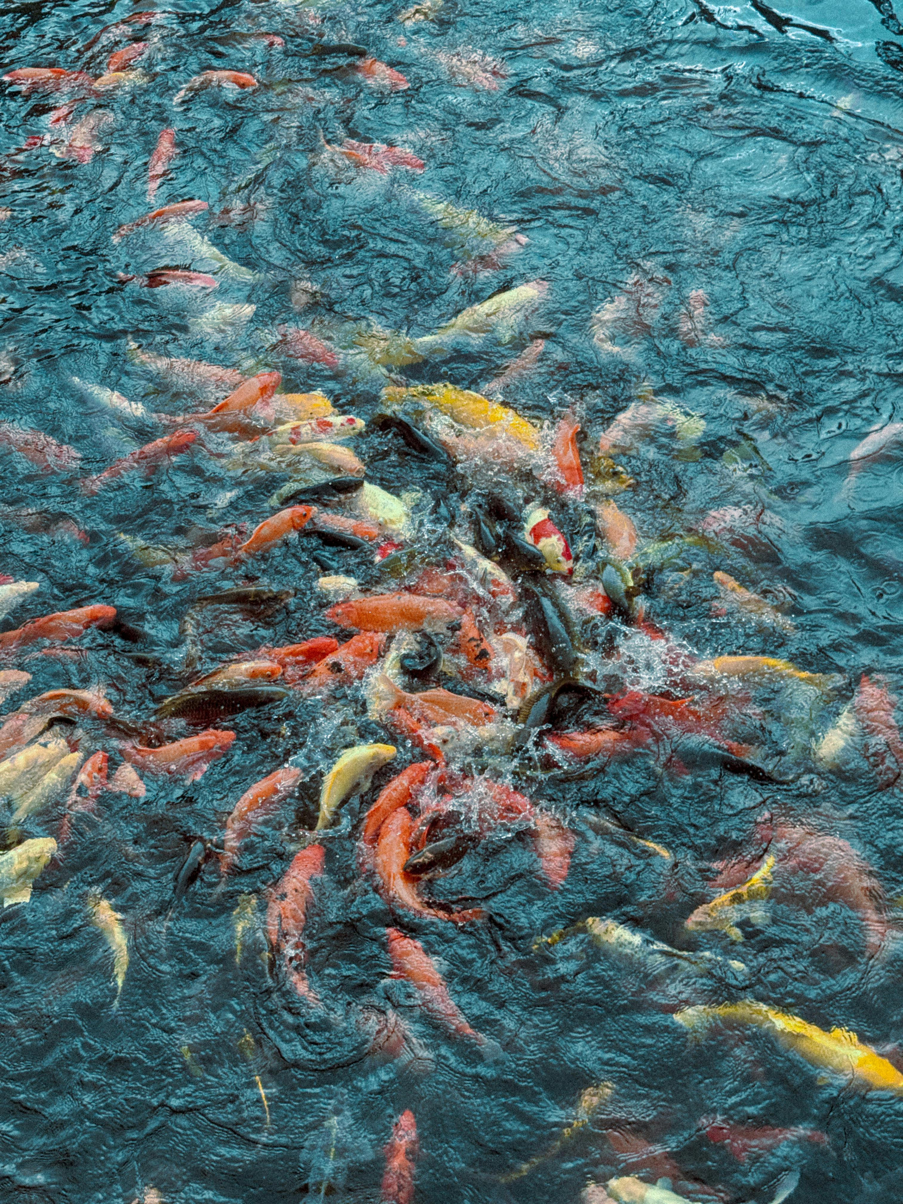 Colorful koi fish swimming energetically in a clear pond, showcasing nature's vibrant beauty.