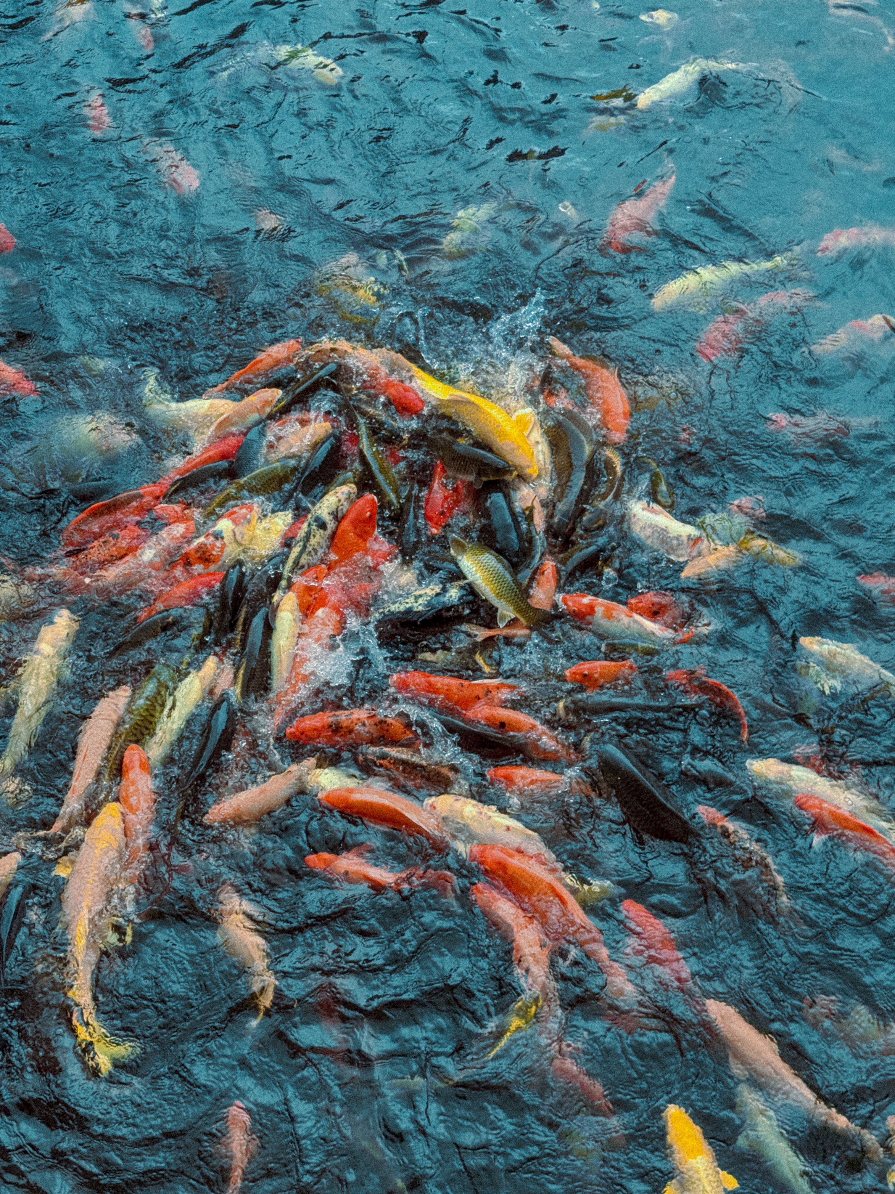 Aqua Japan Featured Exotic Fish