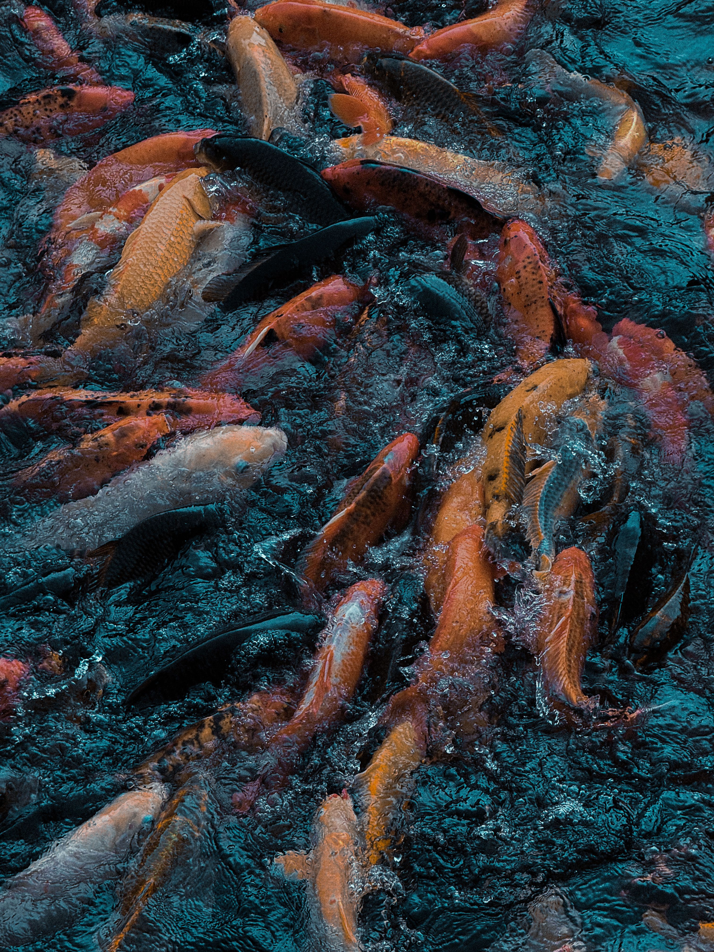 Vibrant Koi Fish Swarming in a Pond · Free Stock Photo