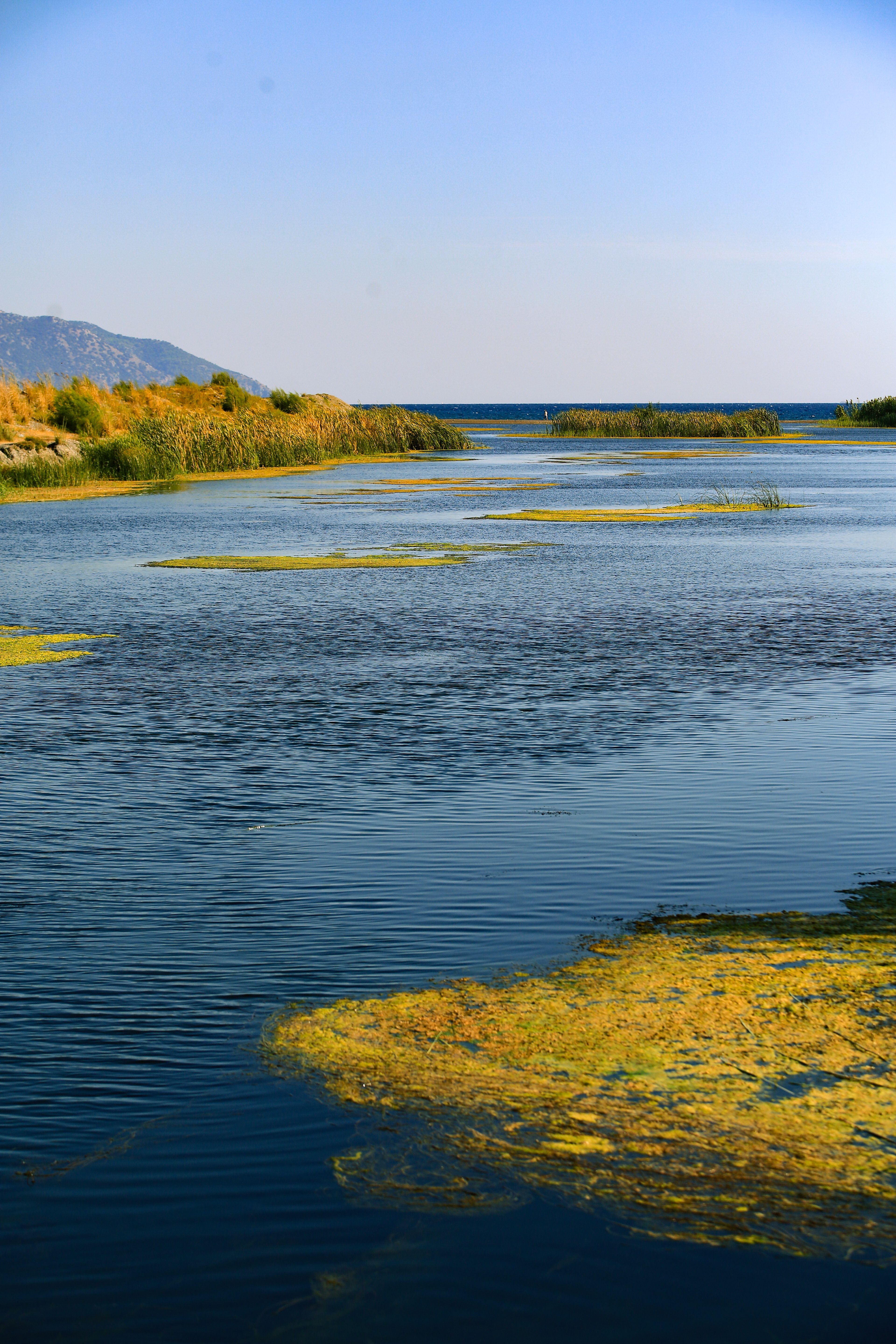 A serene view of a calm river with lush vegetation and distant hills under clear blue skies.