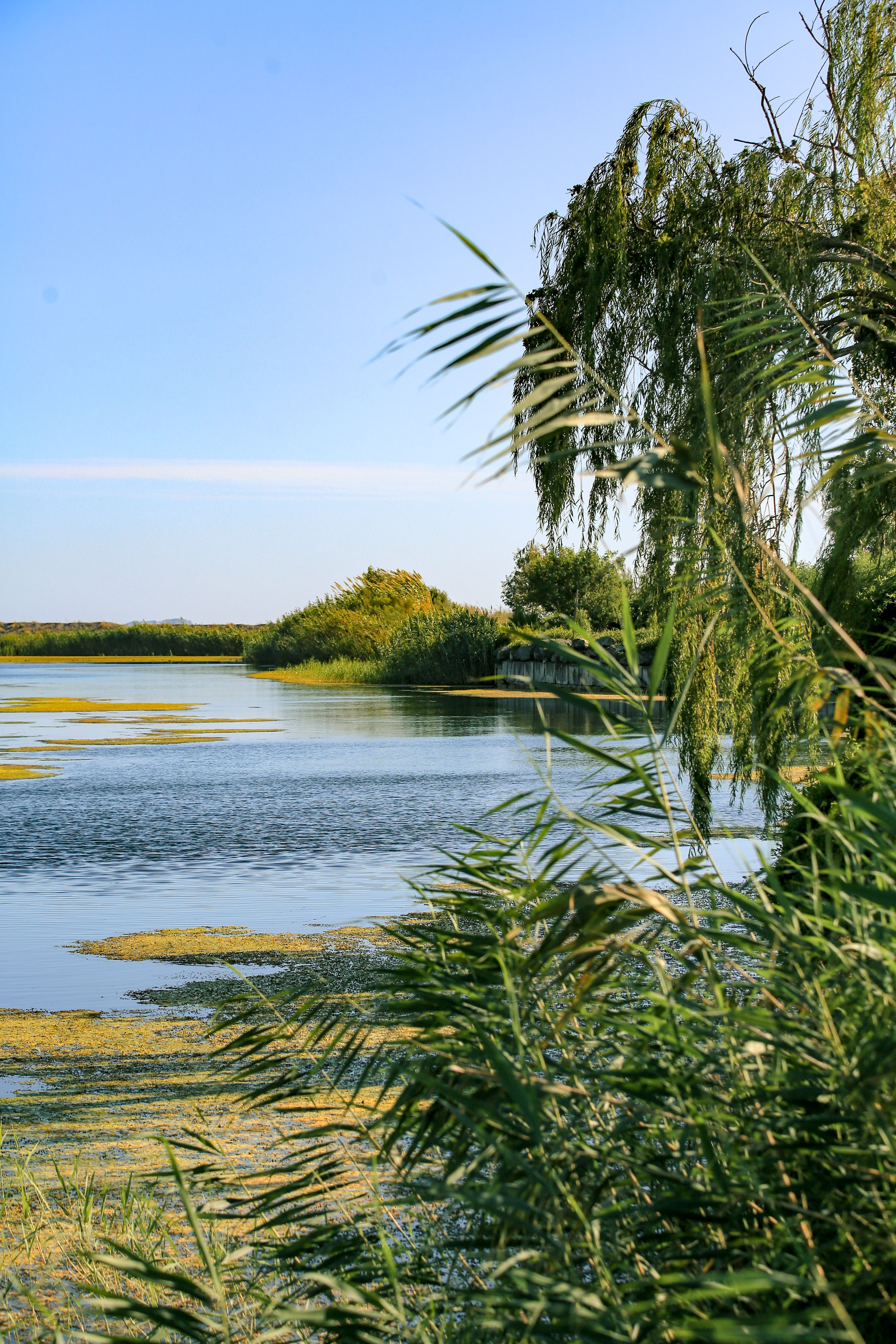 Serene Lakeside View with Reeds and Trees · Free Stock Photo