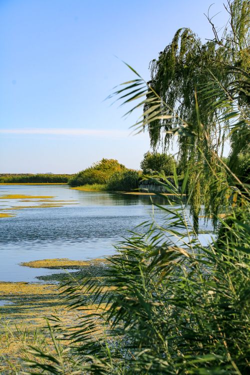 Reed View Serene Lakeside View with Reeds and Trees · Free Stock Photo