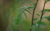Macro shot of delicate green fern leaves with soft bokeh background in Poland.