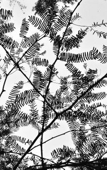 Artistic black and white silhouette of fern leaves against the sky, emphasizing natural patterns.