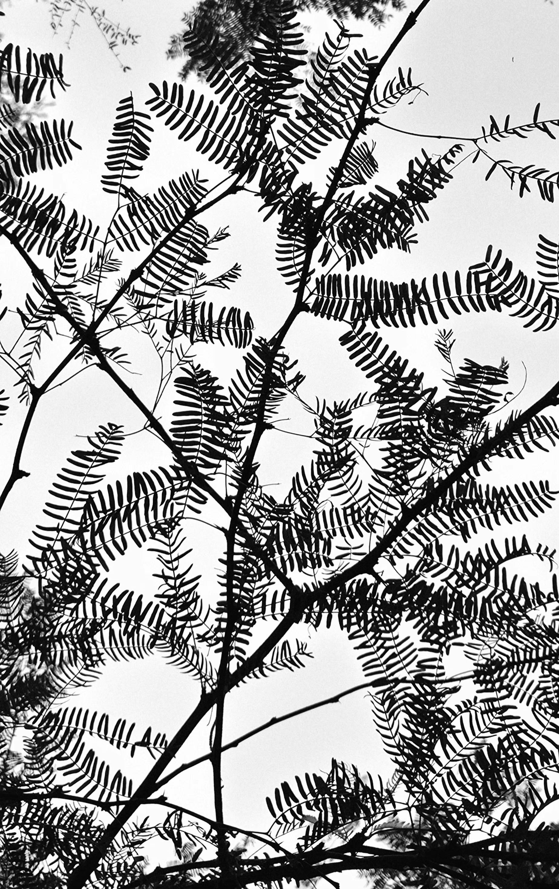 Black and White Silhouette of Fern Leaves
