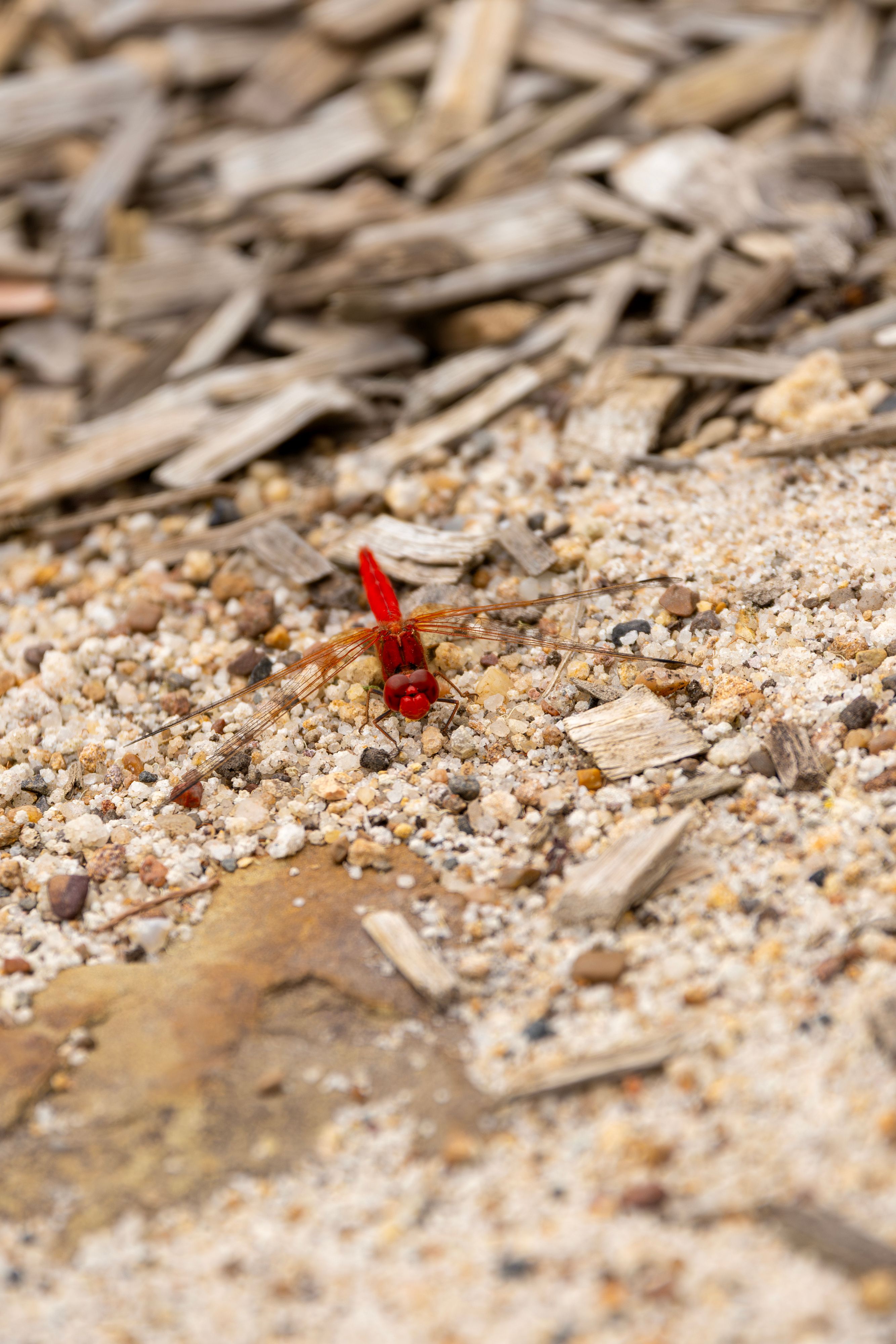 Scarlet Percher Dragonfly on Sandy Ground · Free Stock Photo