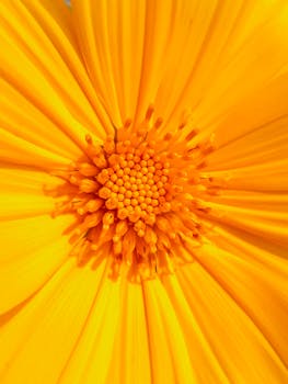 Bright and detailed close-up of a vivid yellow sunflower showcasing its intricate pattern.