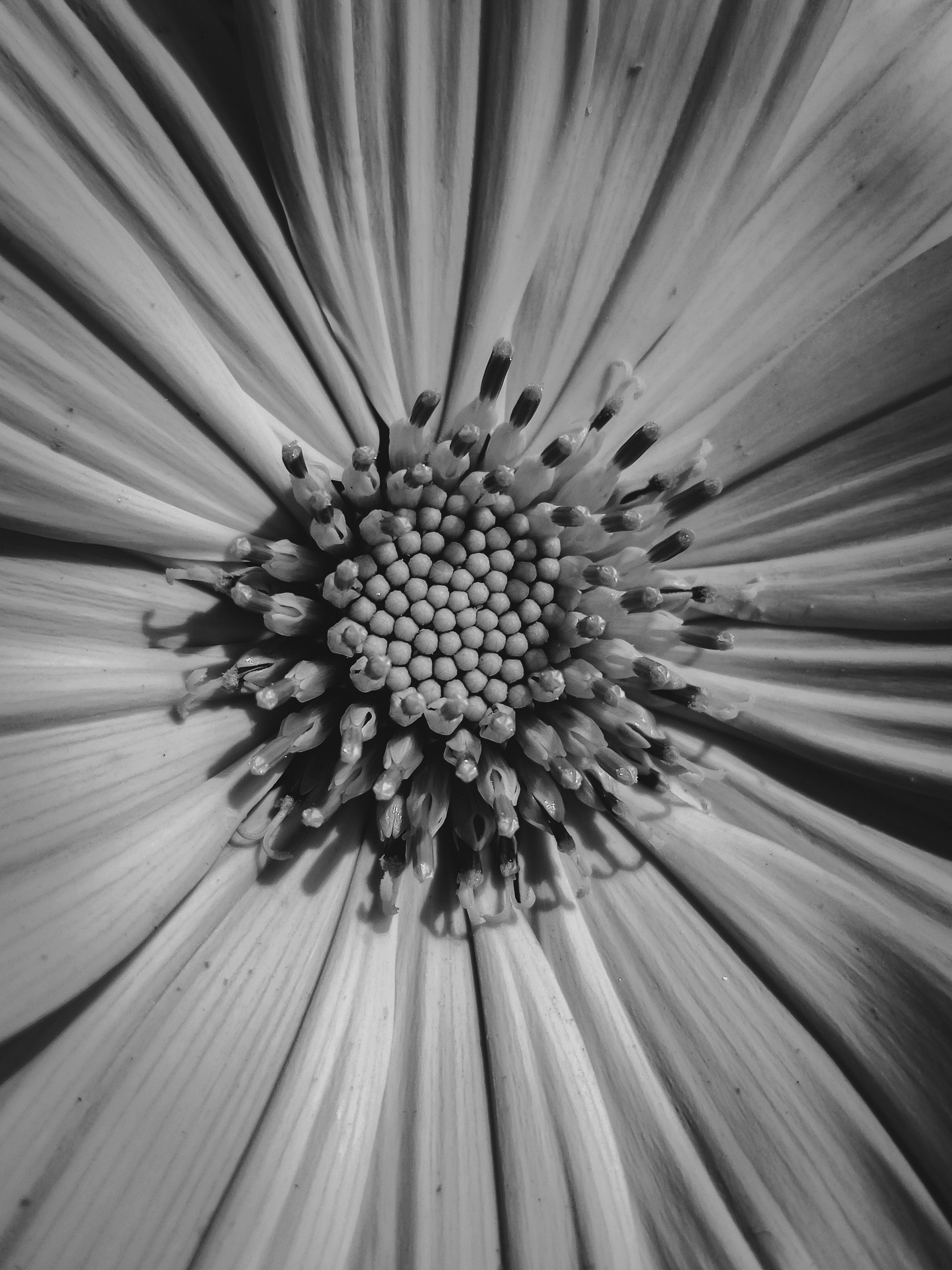 Black and White Close-up of a Sunflower · Free Stock Photo
