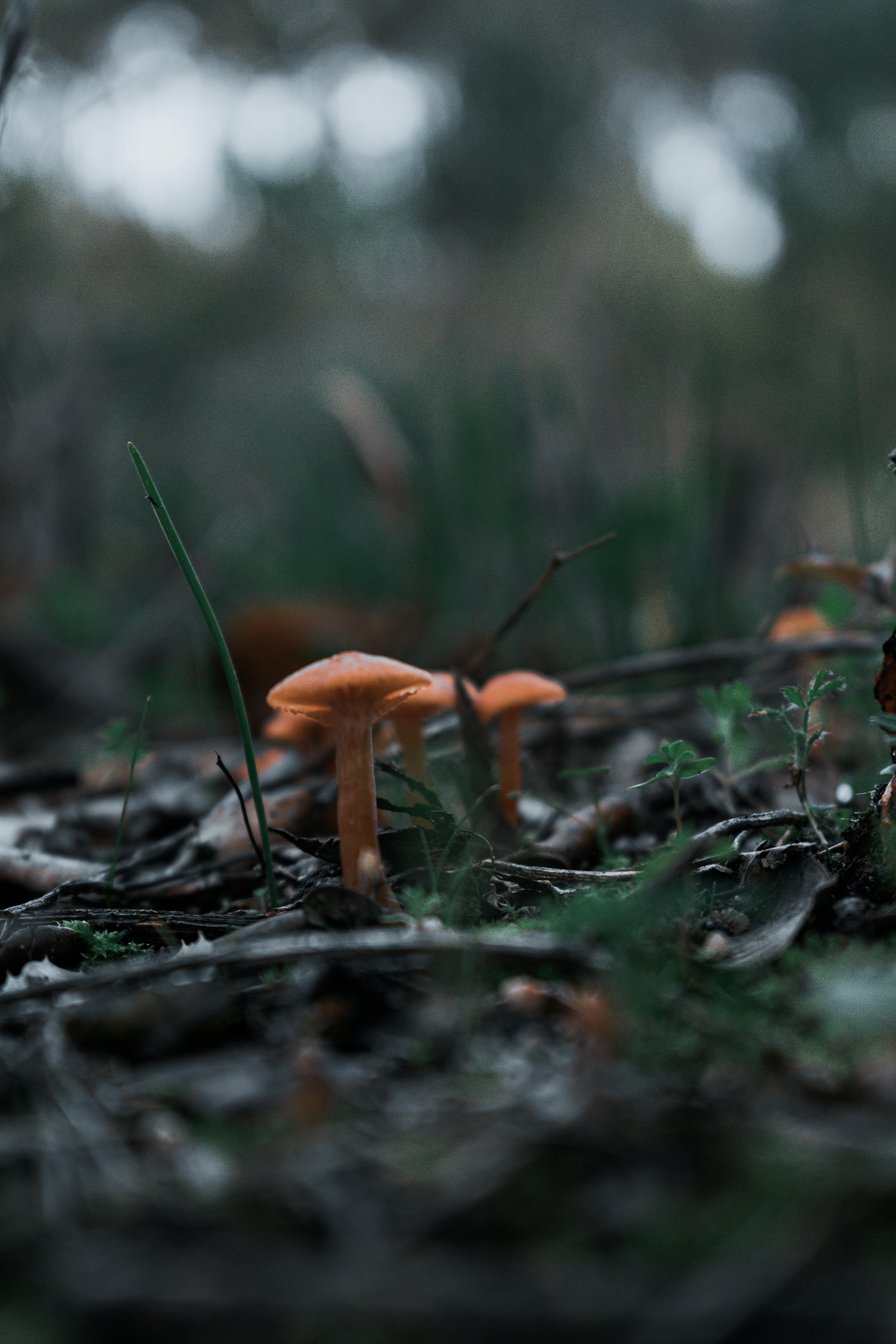 Close-up of orange mushrooms on a forest floor, creating a moody atmosphere.